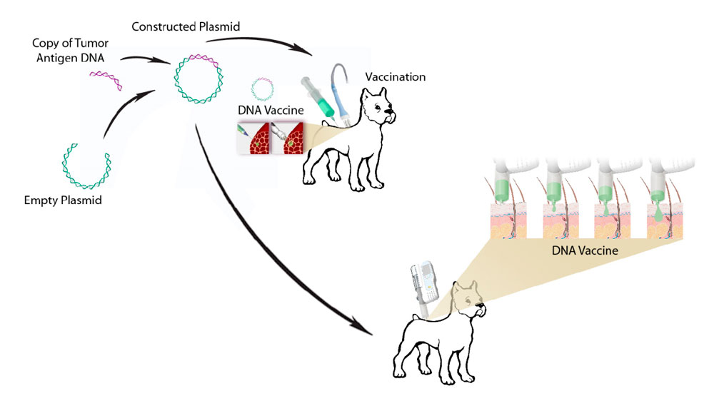 Tech Electro Gene Transfer