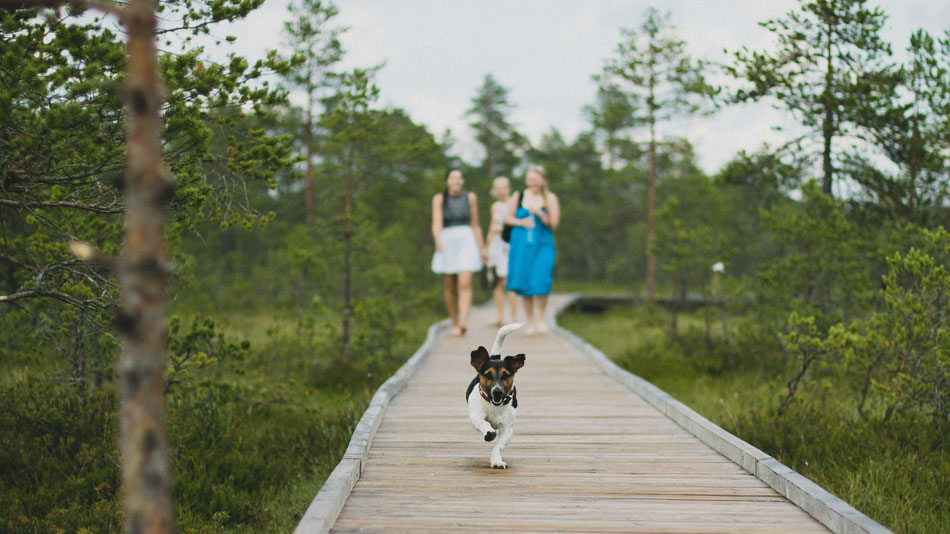 Helping Pets, Helping People, fighting Cancer with Immune System